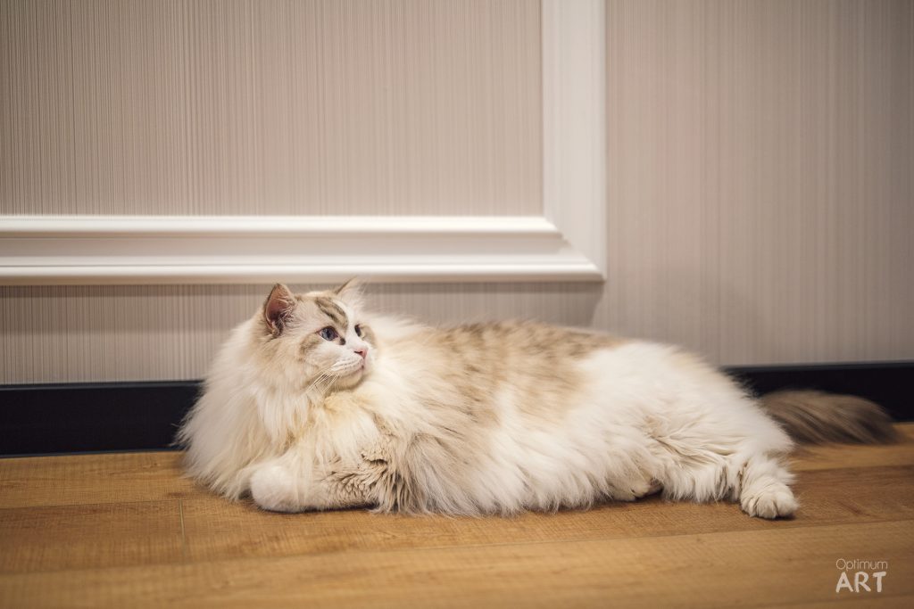 Puszysty kot o długiej, jasnej sierści leży na drewnianej podłodze w pomieszczeniu z beżowymi ścianami. Kot ma niebieskie oczy i patrzy w górę, a w tle widać białą listwę przypodłogową.