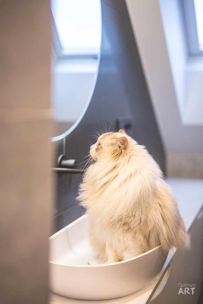 Puszysty, kremowy kot siedzi w białej misce lub pojemniku, patrząc w górę. W tle widać nowoczesne, jasne wnętrze z oknem.