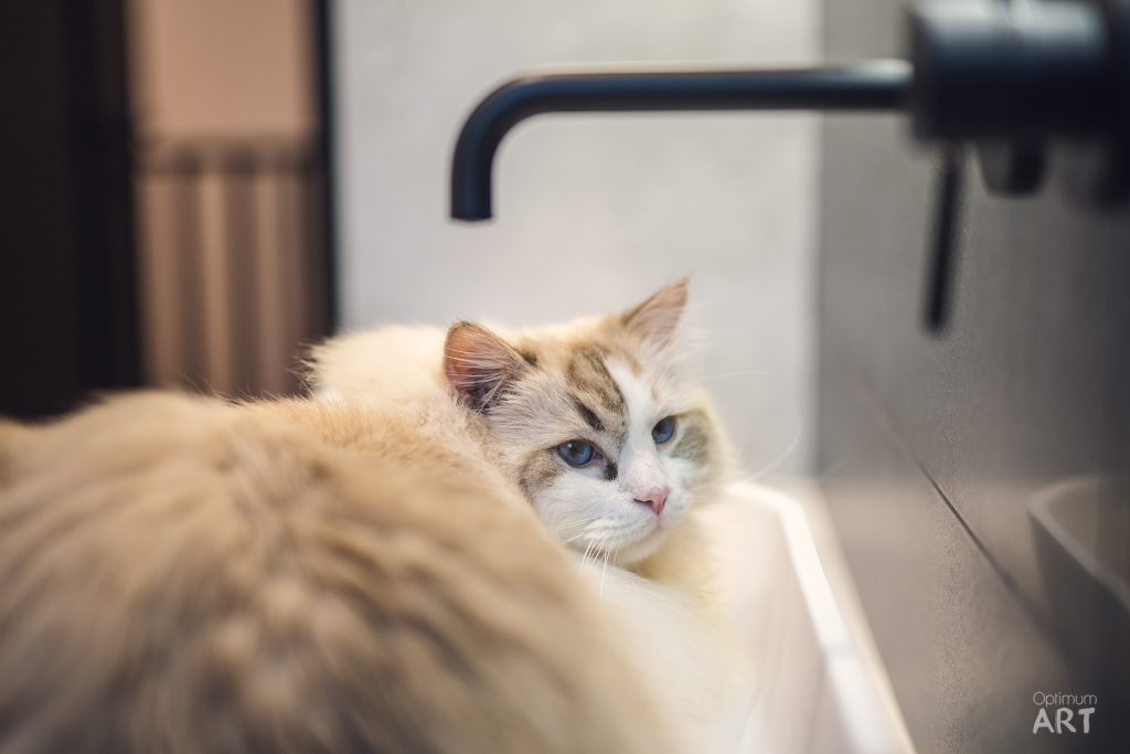 Jasnobrązowy kot z niebieskimi oczami leży na jasnej powierzchni w kuchni. W tle widać czarny kran i nowoczesne wyposażenie kuchenne.