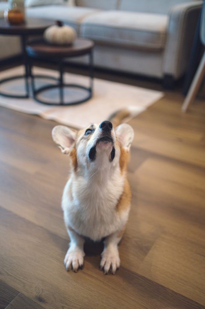 Mały pies rasy corgi siedzi na drewnianej podłodze z podniesioną głową, jakby patrzył w górę lub szczekał. W tle widać rozmyte elementy salonu - sofę, stolik kawowy i dywan.