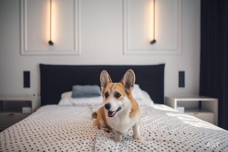 Pies rasy corgi o rudej i białej sierści siedzi na łóżku z białą pościelą w kropki. W tle widać nowoczesną sypialnię z czarnym zagłówkiem, białymi szafkami i stylowymi lampami wiszącymi.